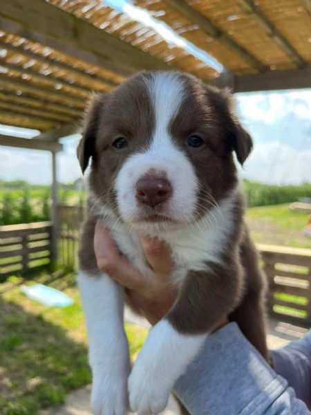 cuccioli di border collie | Foto 2