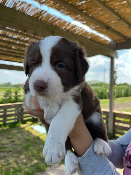 cuccioli di border collie | Foto 0
