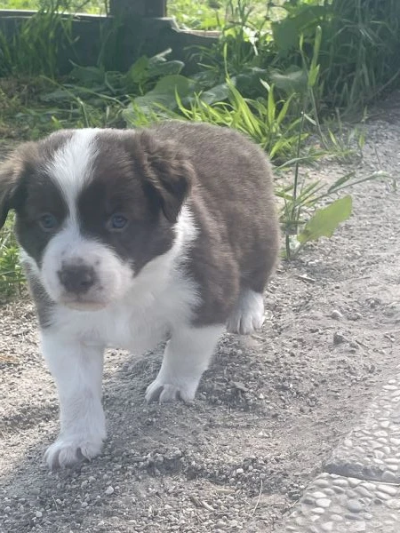 cuccioli di border collie