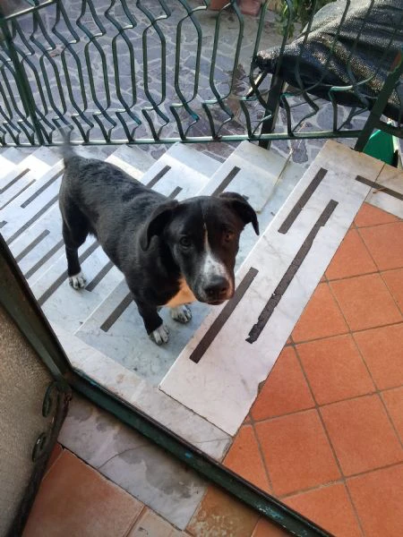 cuccioli di 4 mesi  | Foto 2