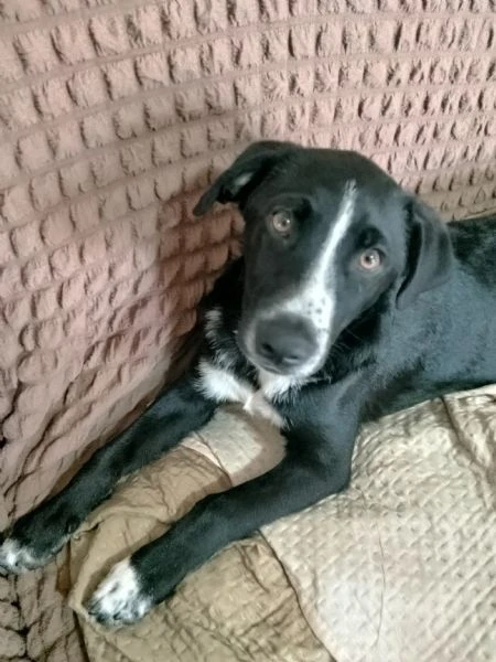 cuccioli di 4 mesi 