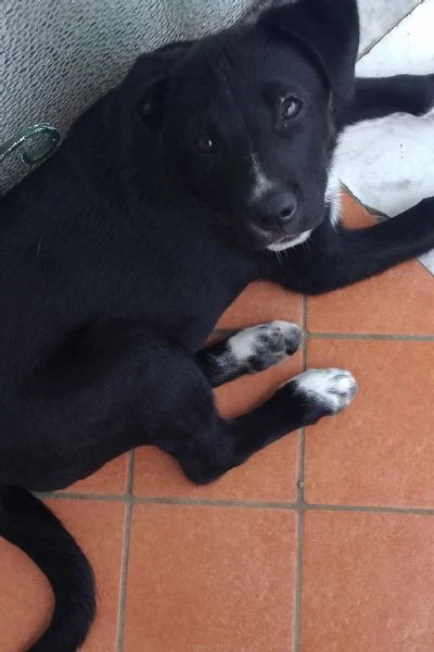 cuccioli di 4 mesi  | Foto 1