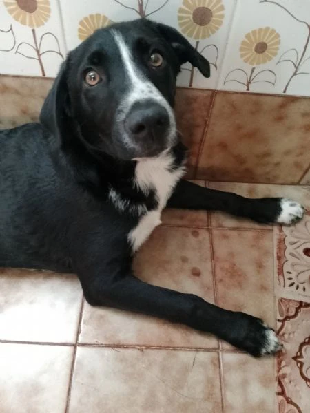 cuccioli di 4 mesi  | Foto 0