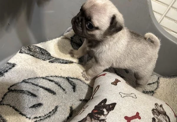 cuccioli di carlino con pedigree | Foto 2