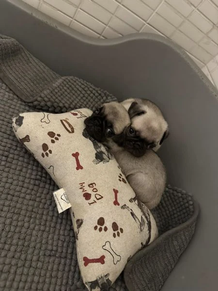cuccioli di carlino con pedigree | Foto 1