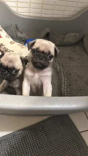 cuccioli di carlino con pedigree