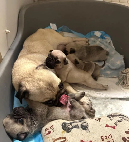 cuccioli di carlino con pedigree | Foto 0
