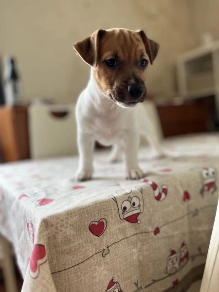 cuccioli di jack russel | Foto 2
