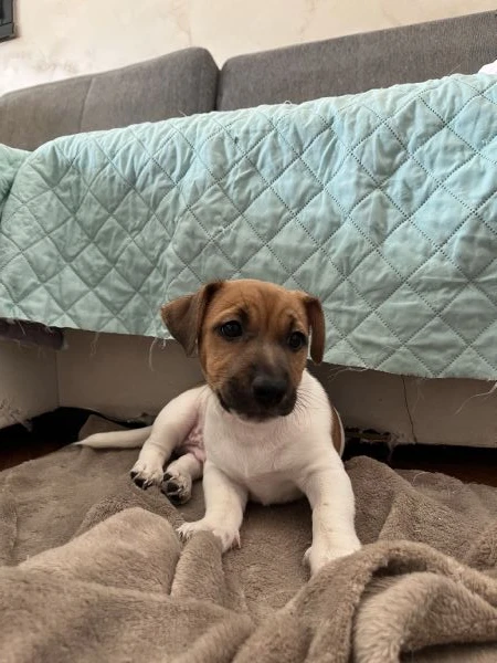 cuccioli di jack russel | Foto 1
