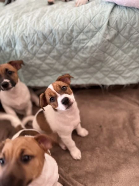 cuccioli di jack russel | Foto 0