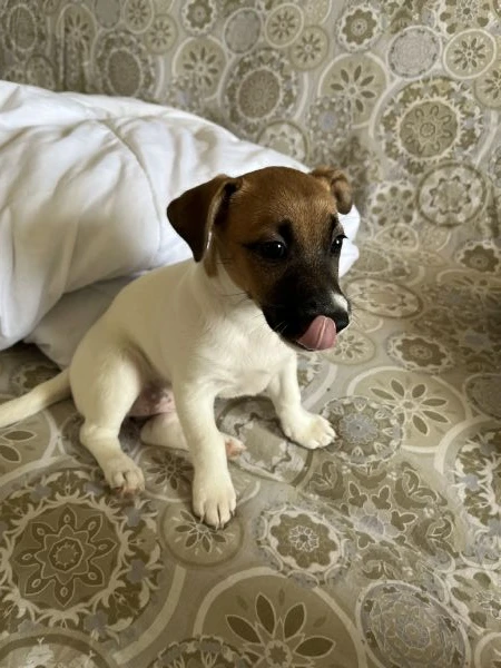 cuccioli di jack russel