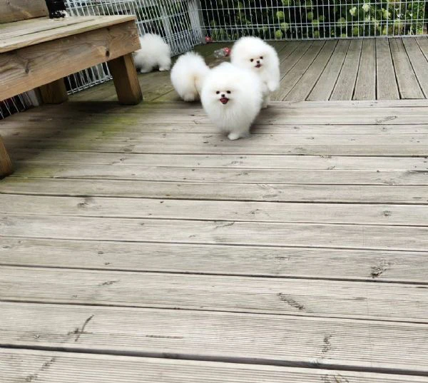 spitz pomerania toy | Foto 1