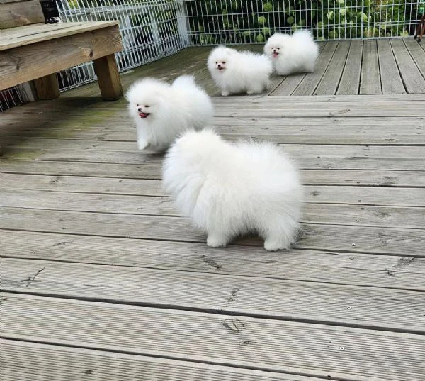 spitz pomerania toy | Foto 0