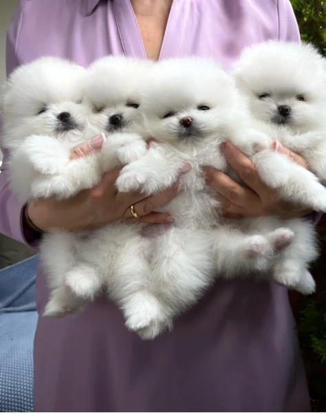 spitz tedesco nano ovvero volpino di pomerania | Foto 0