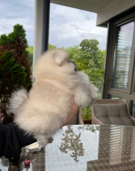 bellissimo cucciolo di spitz nano bianco | Foto 3