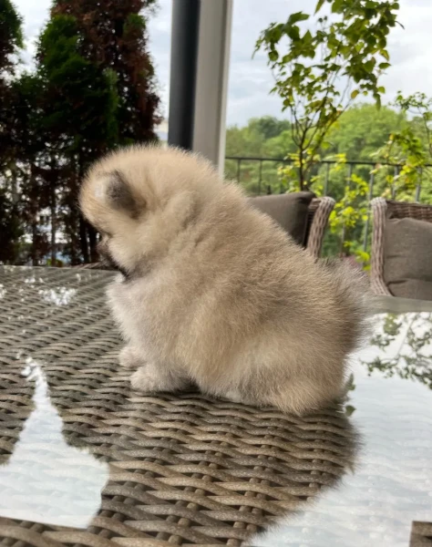 bellissimo cucciolo di spitz nano bianco | Foto 2