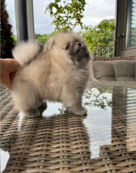bellissimo cucciolo di spitz nano bianco