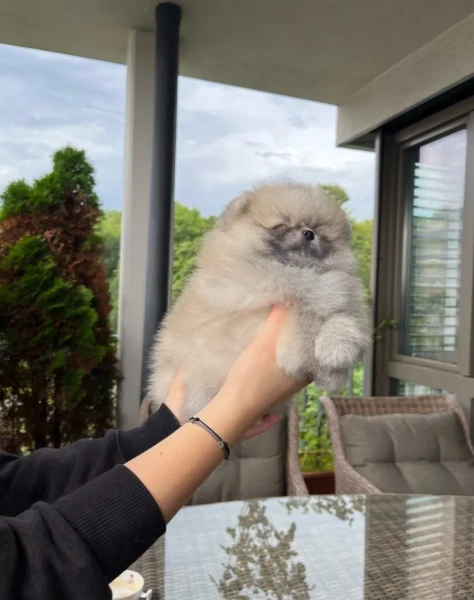 bellissimo cucciolo di spitz nano bianco | Foto 1