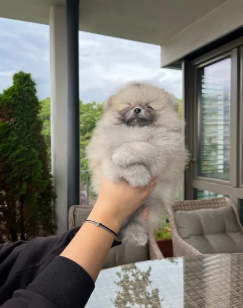 bellissimo cucciolo di spitz nano bianco | Foto 0