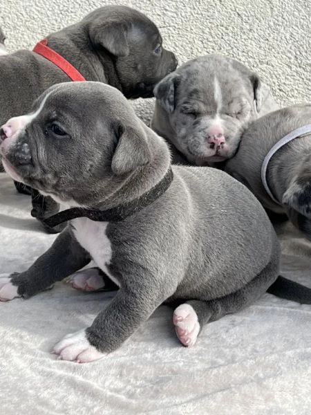 cuccioli di pitbull con pedigree
