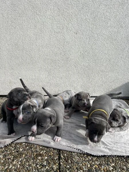 cuccioli di pitbull con pedigree | Foto 1