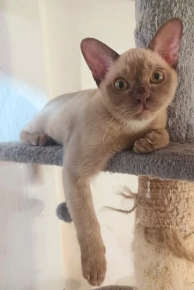 gattino burmese
