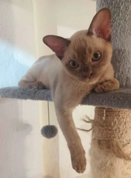 gattino burmese | Foto 3
