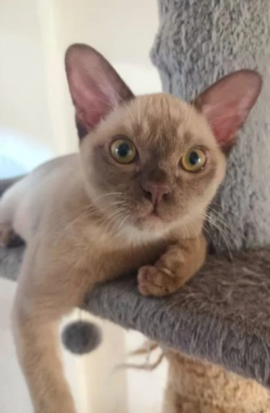 gattino burmese | Foto 2