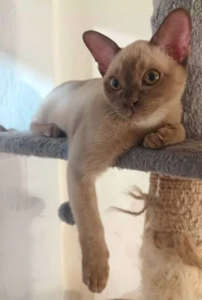 gattino burmese | Foto 1