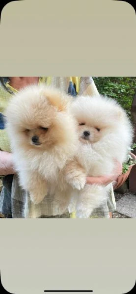volpino di pomerania  | Foto 5
