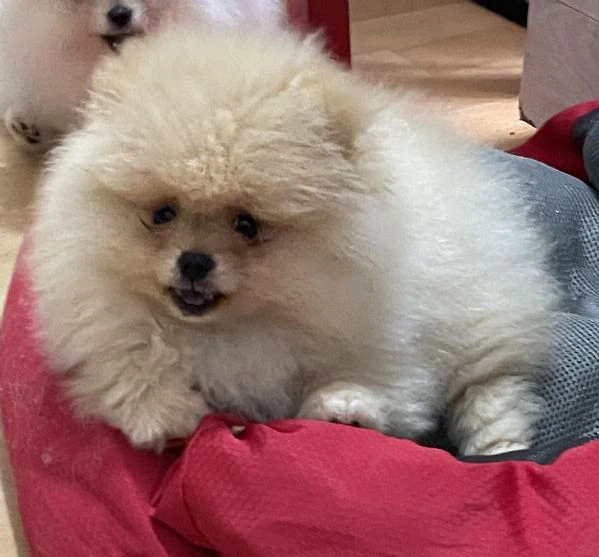 volpino di pomerania  | Foto 4