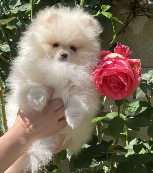 volpino di pomerania  | Foto 3