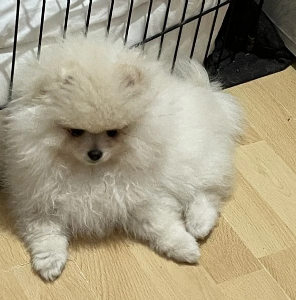 volpino di pomerania  | Foto 2