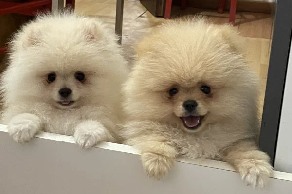 volpino di pomerania 