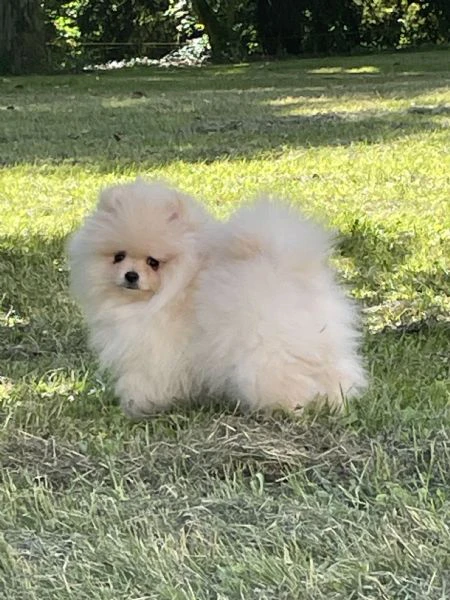 volpino di pomerania  | Foto 0