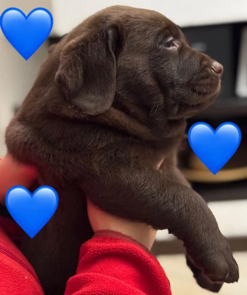 meravigliosi cuccioli di labrador chocolate puro | Foto 5