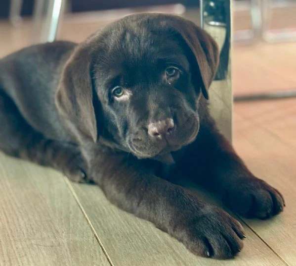meravigliosi cuccioli di labrador chocolate puro