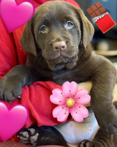 meravigliosi cuccioli di labrador chocolate puro | Foto 4