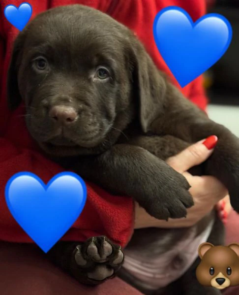 meravigliosi cuccioli di labrador chocolate puro | Foto 3