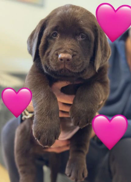 meravigliosi cuccioli di labrador chocolate puro | Foto 2