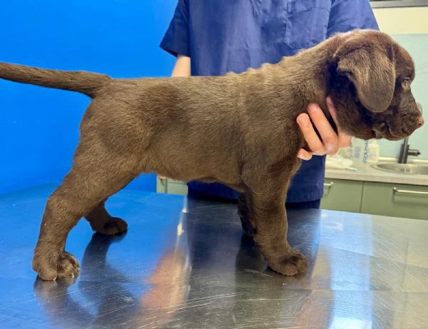 meravigliosi cuccioli di labrador chocolate puro | Foto 1