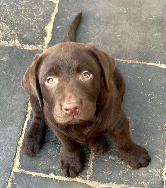 meravigliosi cuccioli di labrador chocolate puro | Foto 0