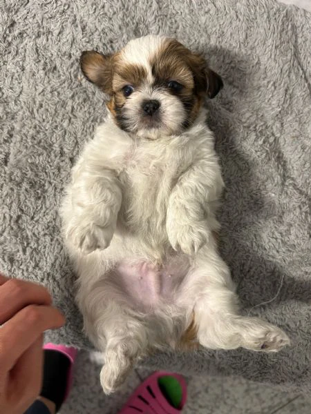 dolcissimi cucicoli di shih tzu/shitzu/shihtzu/shi tzu | Foto 4