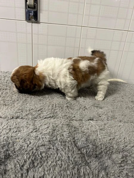 dolcissimi cucicoli di shih tzu/shitzu/shihtzu/shi tzu | Foto 3