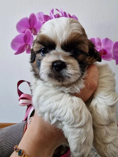 dolcissimi cucicoli di shih tzu/shitzu/shihtzu/shi tzu | Foto 2