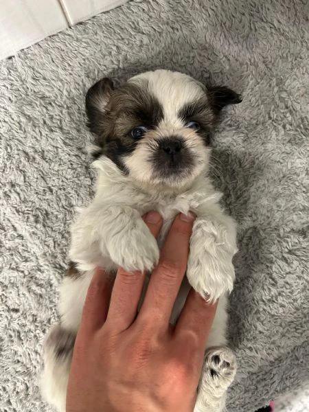 dolcissimi cucicoli di shih tzu/shitzu/shihtzu/shi tzu | Foto 0