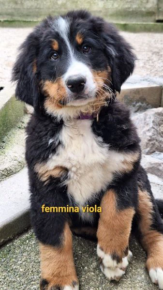 bovaro del bernese con pedigree