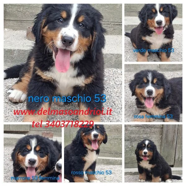 bovaro del bernese cuccioli con pedigree disponibili agosto 2026