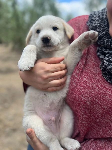 cuccioli adorabili da salvare da morte certa o canile, cercano famiglia! | Foto 4