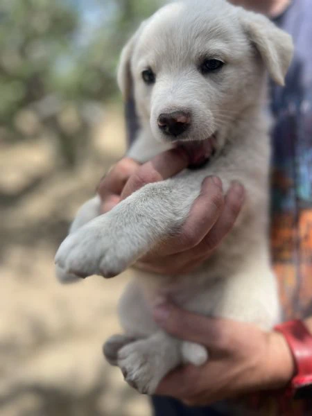 cuccioli adorabili da salvare da morte certa o canile, cercano famiglia! | Foto 3